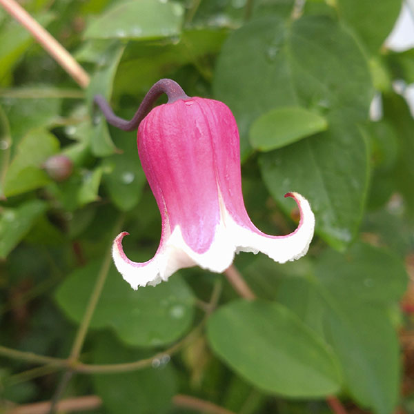 クレマチス：リンコウ（林光）4号ポット（ヴィオルナ系）