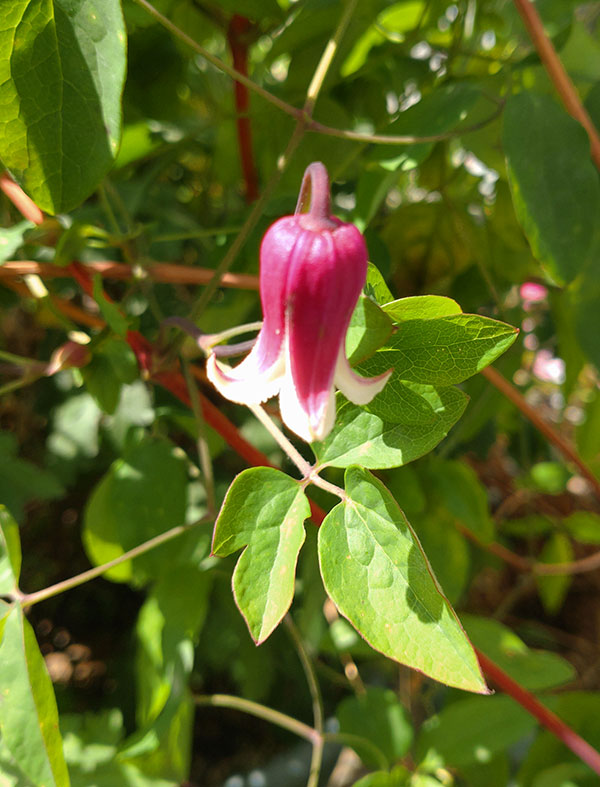 クレマチス：リンコウ（林光）4号ポット（ヴィオルナ系）