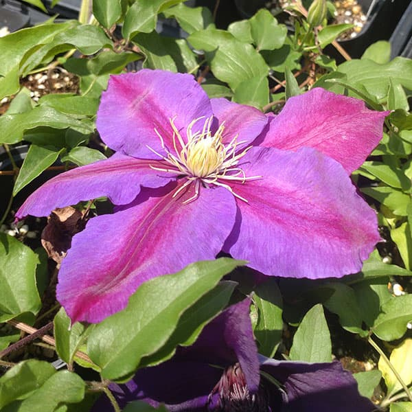 クレマチス：アヤノ（綾乃）4号ロングポット