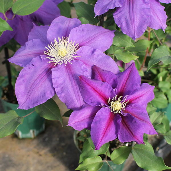 クレマチス：アヤノ（綾乃）4号ロングポット