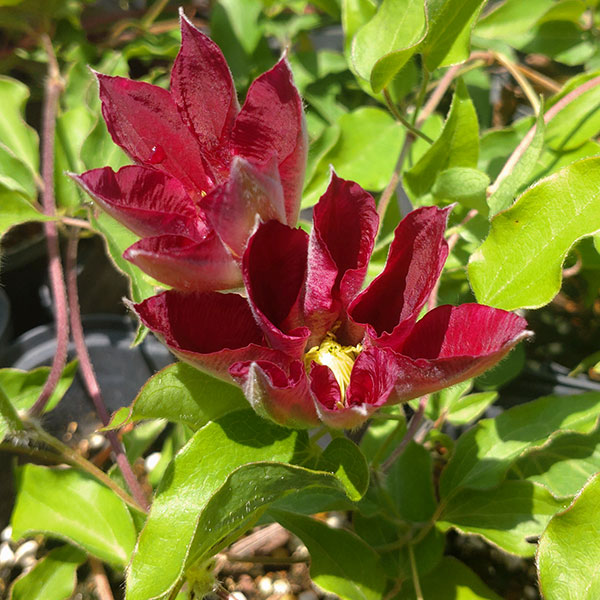 クレマチス：アヤノ（綾乃）4号ロングポット