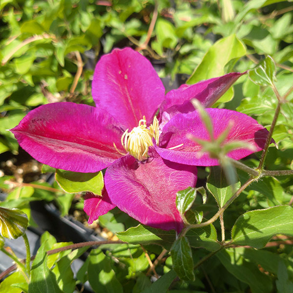 クレマチス：アヤノ（綾乃）4号ロングポット