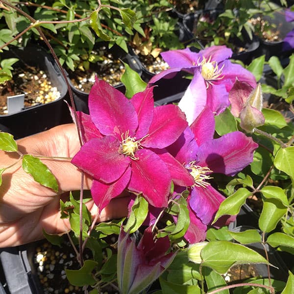 クレマチス：アヤノ（綾乃）4号ロングポット