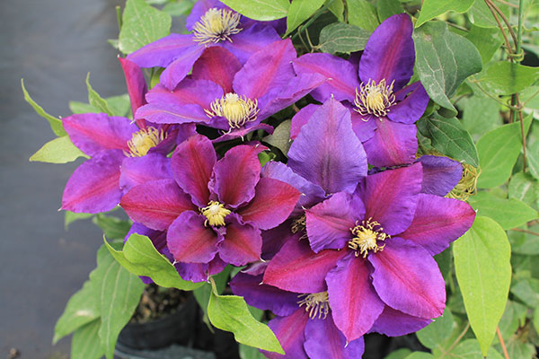 クレマチス：アヤノ（綾乃）4号ロングポット