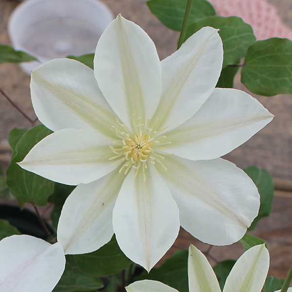 クレマチス：ツキカ（月香）4号ロングポット