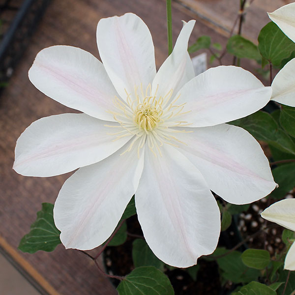 クレマチス：ツキカ（月香）4号ロングポット