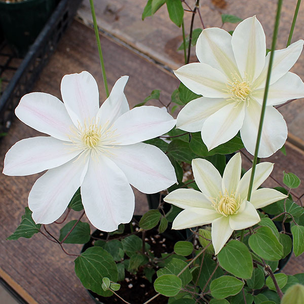 クレマチス：ツキカ（月香）4号ロングポット