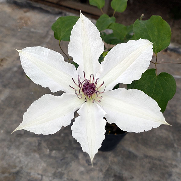 クレマチス：セッケイ（雪渓）4号ロングポット