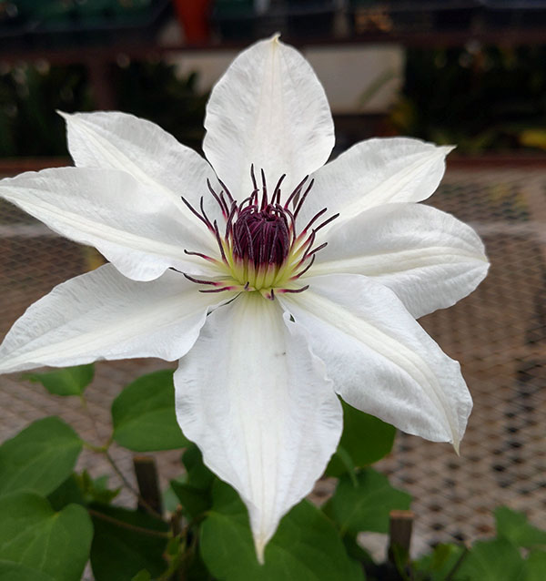 クレマチス：セッケイ（雪渓）4号ロングポット