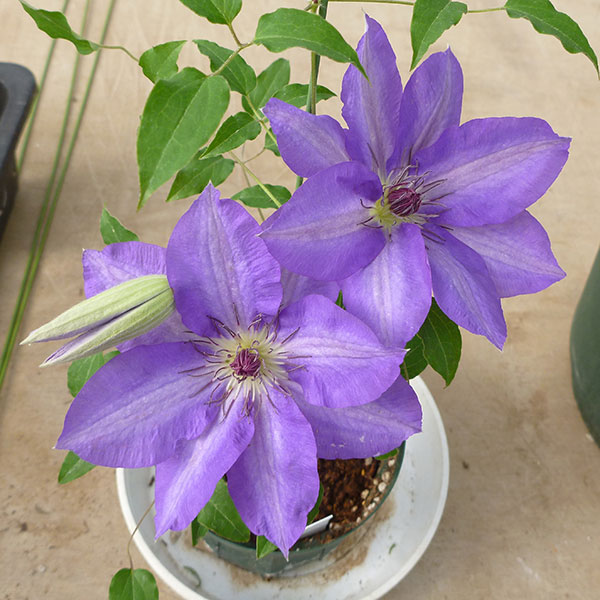 クレマチス：ワゴコロ（和心）4号ロングポット