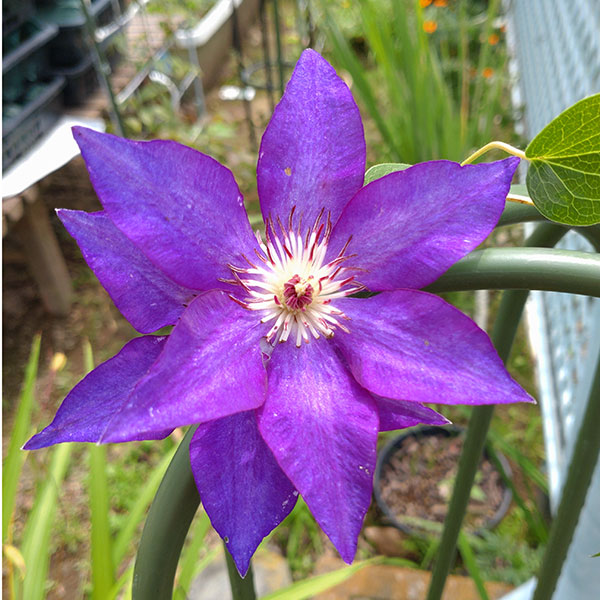 クレマチス：ワゴコロ（和心）4号ロングポット