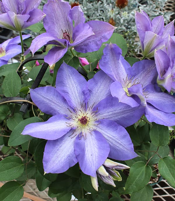 クレマチス：ワゴコロ（和心）4号ロングポット