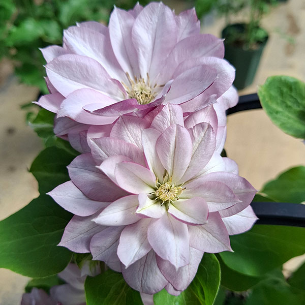 クレマチス：ニジノカナタ（虹の彼方）4号ロングポット（早咲大輪系・八重）