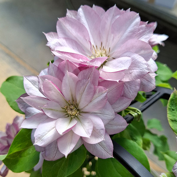 クレマチス：ニジノカナタ（虹の彼方）4号ロングポット（早咲大輪系・八重）