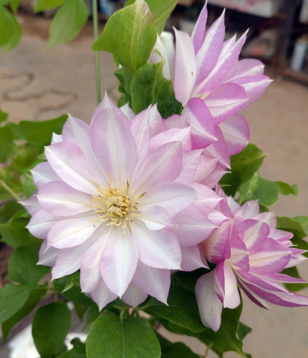 クレマチス：ニジノカナタ（虹の彼方）4号ロングポット（早咲大輪系・八重）