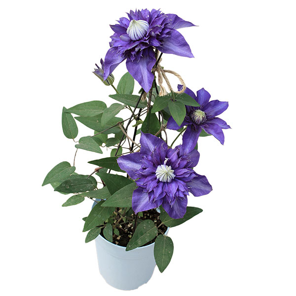 クレマチス：シオンエレガンス4号ロングポット（早咲大輪系・八重）