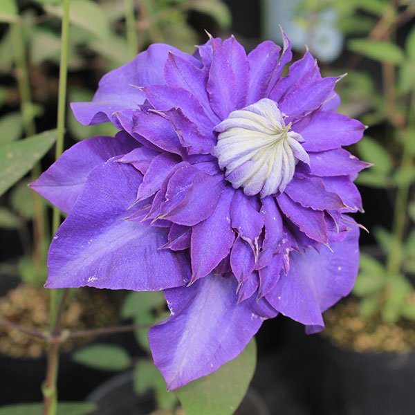 クレマチス：シオンエレガンス4号ロングポット（早咲大輪系・八重）