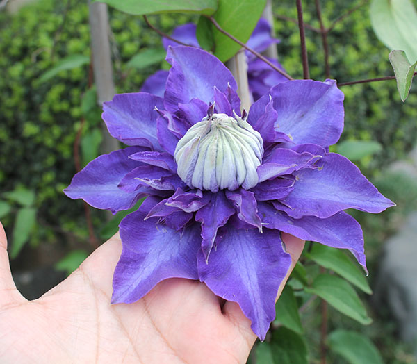 クレマチス：シオンエレガンス4号ロングポット（早咲大輪系・八重）