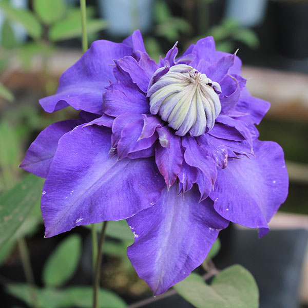 クレマチス：シオンエレガンス4号ロングポット（早咲大輪系・八重）