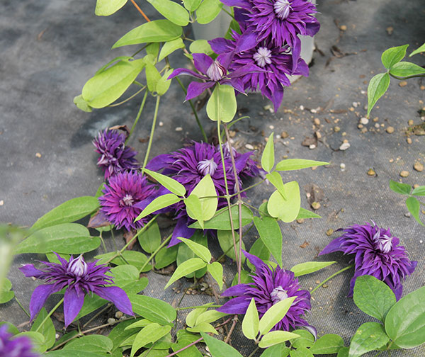 クレマチス：シオンエレガンス4号ロングポット（早咲大輪系・八重）