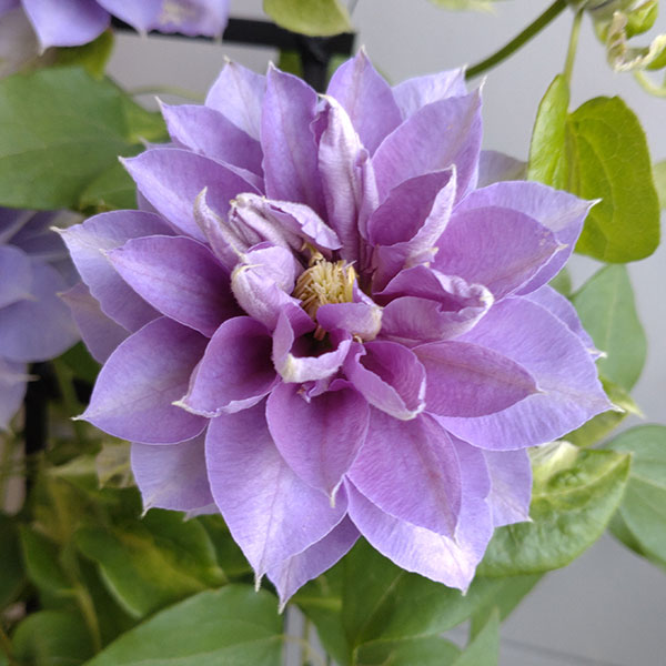 クレマチス：フジノカナタ（藤の彼方）4号ロングポット（早咲大輪系・八重）