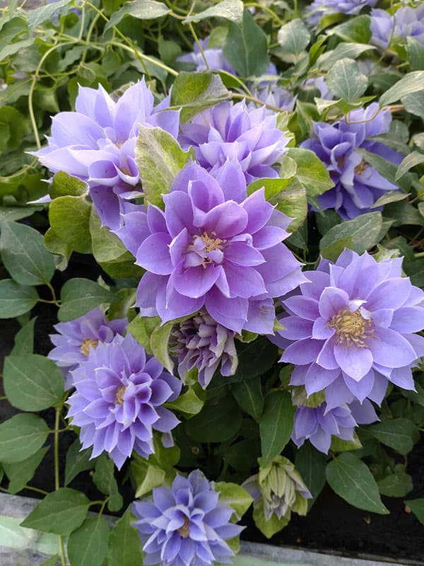 クレマチス：フジノカナタ（藤の彼方）4号ロングポット（早咲大輪系・八重）