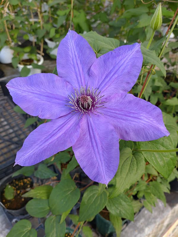 クレマチス：ソウリン（宗麟）4号ロングポット