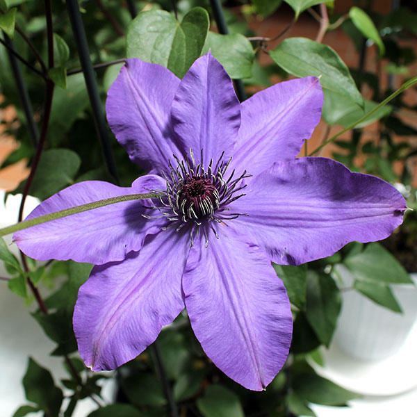 クレマチス：ソウリン（宗麟）4号ロングポット