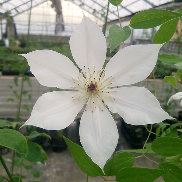 クレマチス：ちんあなご4号ロングポット