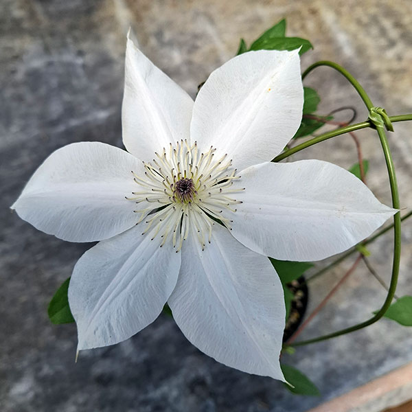 クレマチス：ちんあなご4号ロングポット