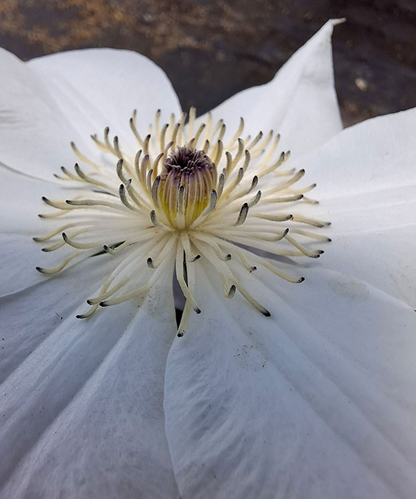 クレマチス：ちんあなご4号ロングポット