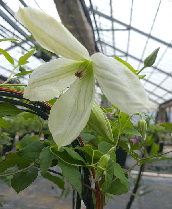 クレマチス：アサモヤイマジナリィ（朝靄イマジナリィ）4号ロングポット