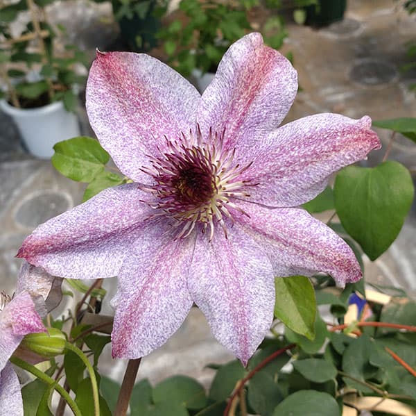 クレマチス：ヨウセイノユラギ（妖精のゆらぎ）4号ロングポット