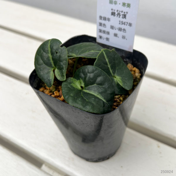 カンアオイ(寒葵):錦丹頂(キンタンチョウ)3号ポット