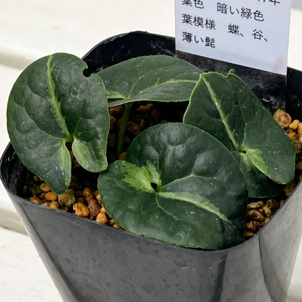 カンアオイ(寒葵):錦丹頂(キンタンチョウ)3号ポット