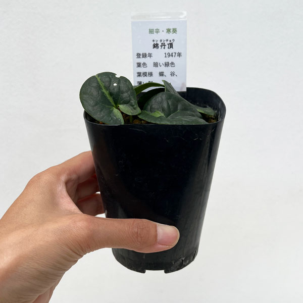 カンアオイ(寒葵):錦丹頂(キンタンチョウ)3号ポット