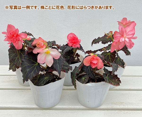 ベゴニア:ノンストップジョイ モカローズ3.5号ポット