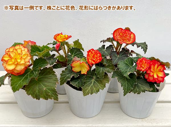 ベゴニア:ノンストップ フレーム3.5号ポット