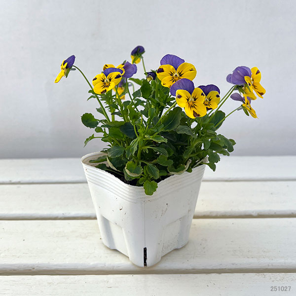 ビオラ:ソルベ イエローブルージャンプアップ3-3.5号ポット