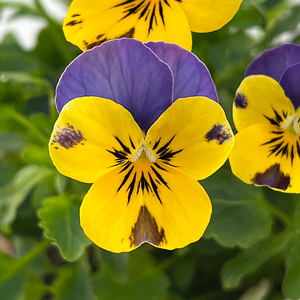 ビオラ:ソルベ イエローブルージャンプアップ3-3.5号ポット