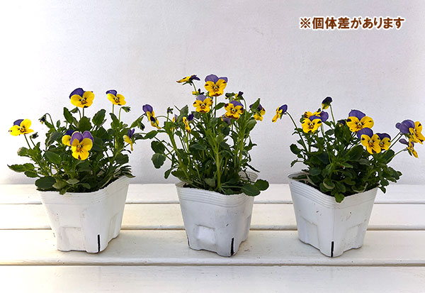 ビオラ:ソルベ イエローブルージャンプアップ3-3.5号ポット