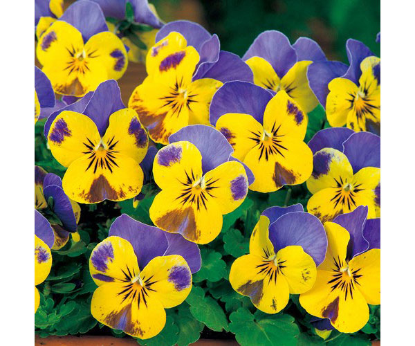 ビオラ:ソルベ イエローブルージャンプアップ3-3.5号ポット