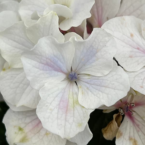 める 輸入アジサイ 苗 3種 める 輸入アジサイ 苗 3種 める 輸入アジサイ 苗 3種 2025年