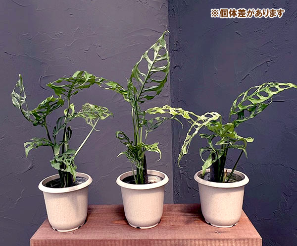 [ザ・ファームセレクト]モンステラ：オブリクア　ペルー　4号鉢植え