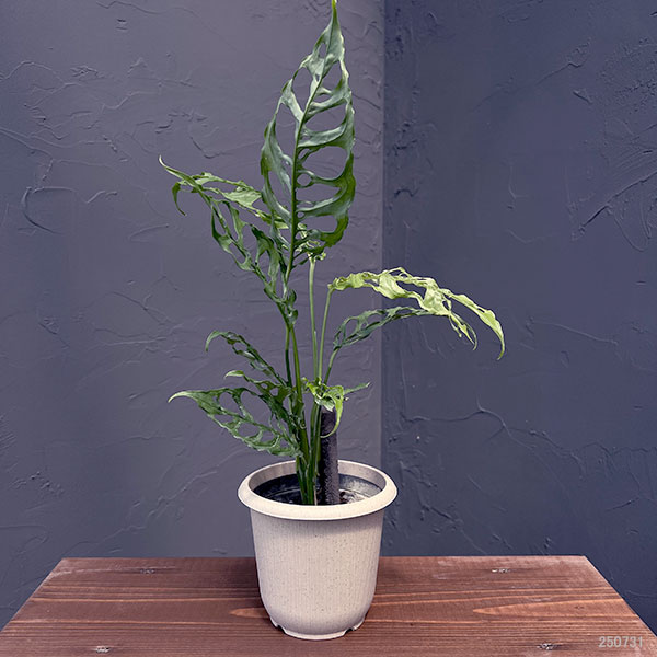 [ザ・ファームセレクト]モンステラ：オブリクア　ペルー　4号鉢植え