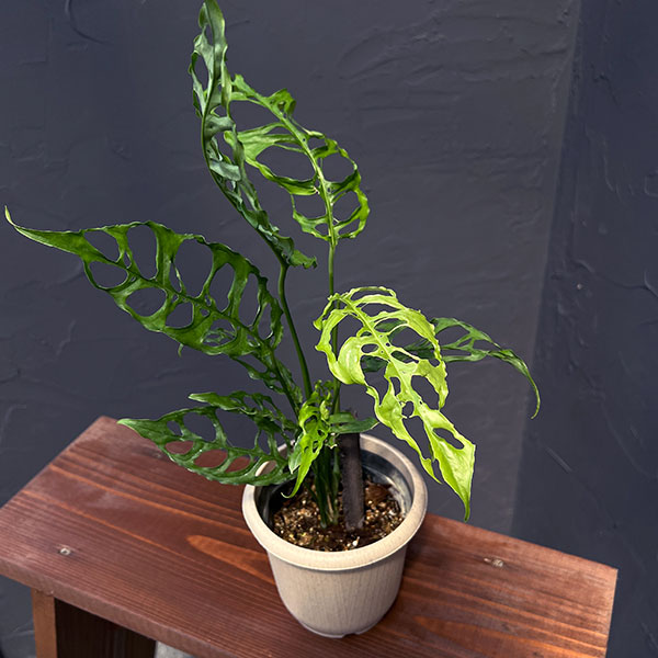 [ザ・ファームセレクト]モンステラ：オブリクア　ペルー　4号鉢植え