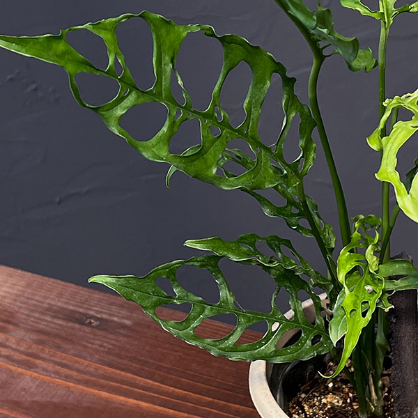 [ザ・ファームセレクト]モンステラ：オブリクア　ペルー　4号鉢植え