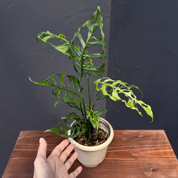 [ザ・ファームセレクト]モンステラ：オブリクア　ペルー　4号鉢植え