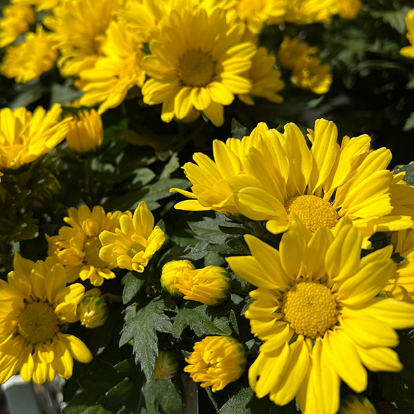 (わけあり特価)フローラマム(菊・キク):ソリネア サンナ(イエロー)3.5号ポット