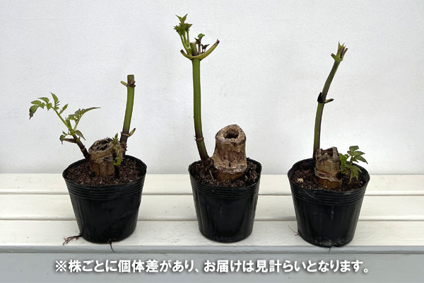 皇帝ダリア（コウテイダリア）一重咲き 4号ポット